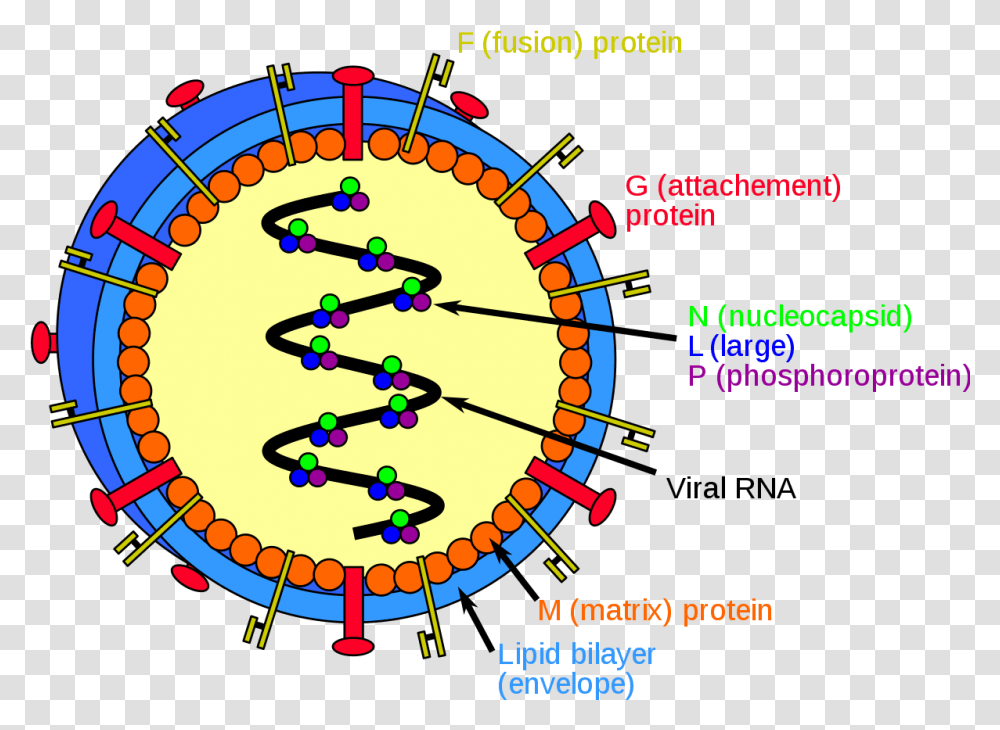 Nipah Virus Infection, Plot, Diagram, Network Transparent Png