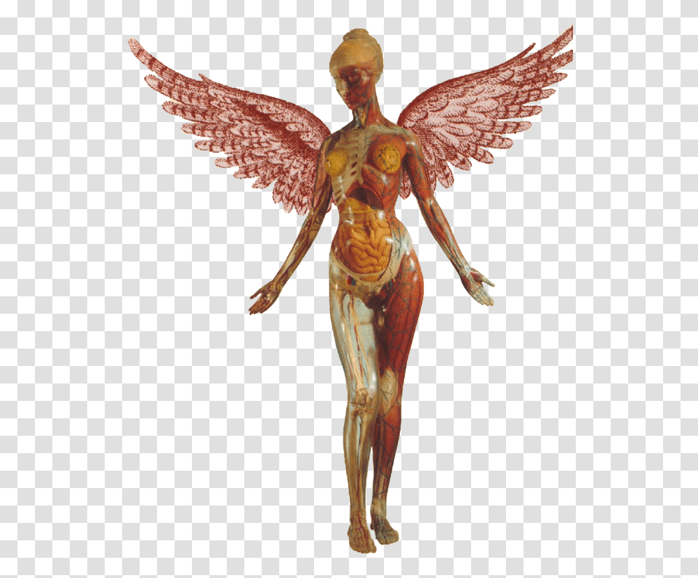 Nirvana In Utero, Animal, Invertebrate, Sea Life Transparent Png