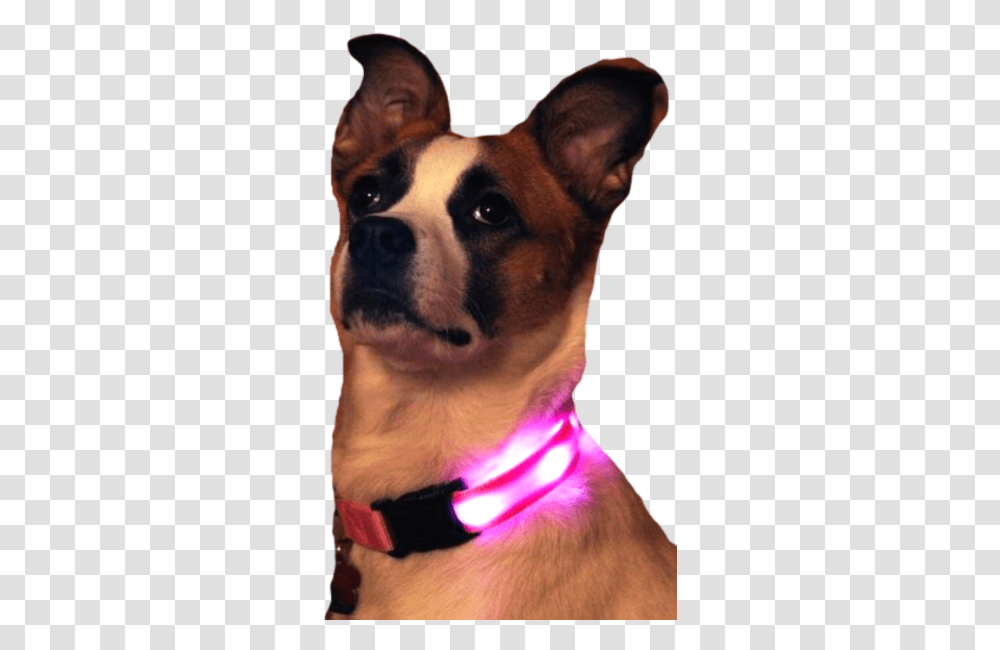Nite Beams Led Usb Rechargeable Dog Collar Martingale, Canine, Mammal, Animal, Person Transparent Png