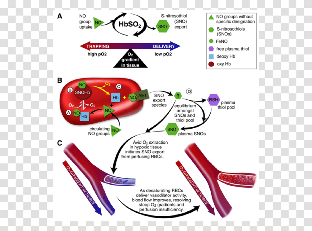 Nitric Oxide Red Blood Cells, Plot, Diagram, Plan Transparent Png
