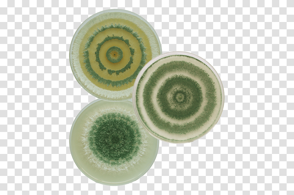 Nitrogen Fixing Pines And Grasses Trichoderma Plate, Plant, Rug, Food, Fruit Transparent Png