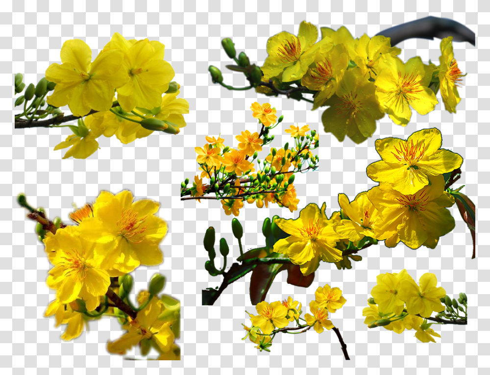 Nn Hoa Mai Vamp224ng Xm Ngh Thut P, Plant, Pollen, Geranium, Flower Transparent Png