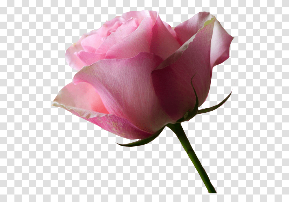 No Background Pink Rose X 2 By Beautiful Picture No Background, Flower, Plant, Blossom, Petal Transparent Png