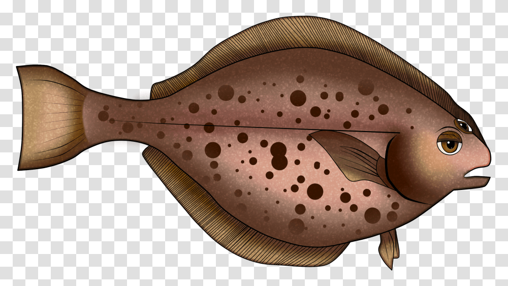 No Fishes Were Harmed In The Making Of This Game Sole, Animal, Sea Life, Halibut, Flounder Transparent Png