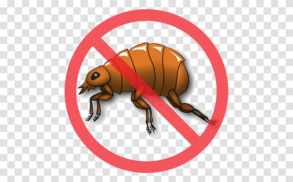 No Flea Sign, Insect, Invertebrate, Animal Transparent Png