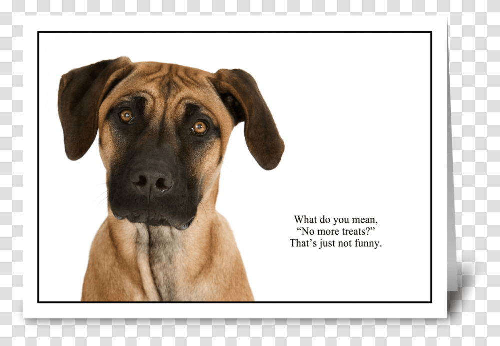 No More Treats Greeting Card Black Mouth Cur, Dog, Pet, Canine, Animal Transparent Png