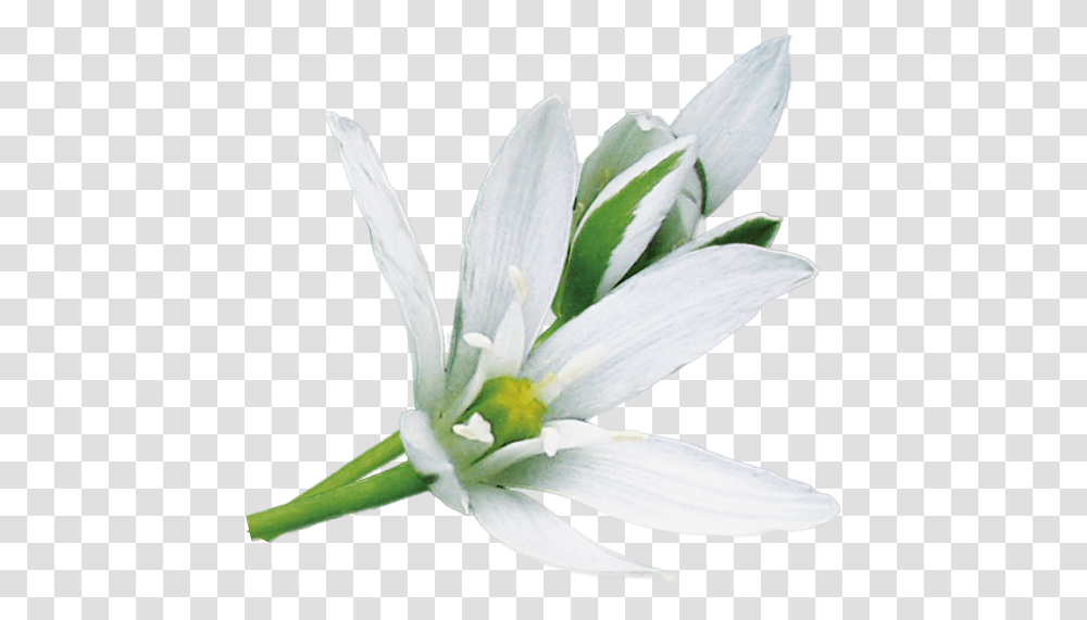 No Star Of Bethlehem Flower, Plant, Blossom, Amaryllidaceae, Lily Transparent Png