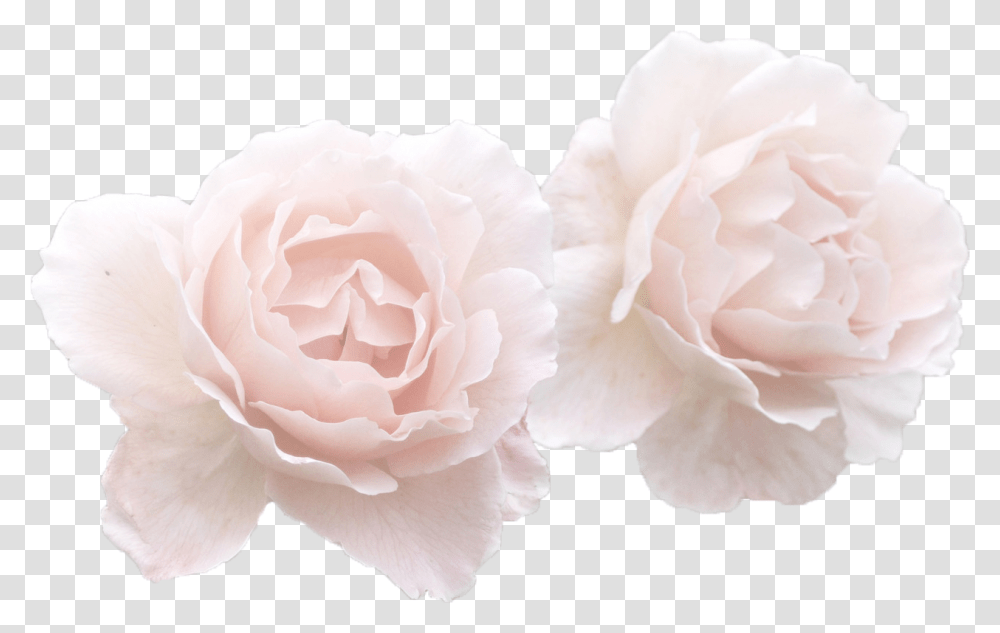 No Time For Fuckbois, Plant, Rose, Flower, Blossom Transparent Png