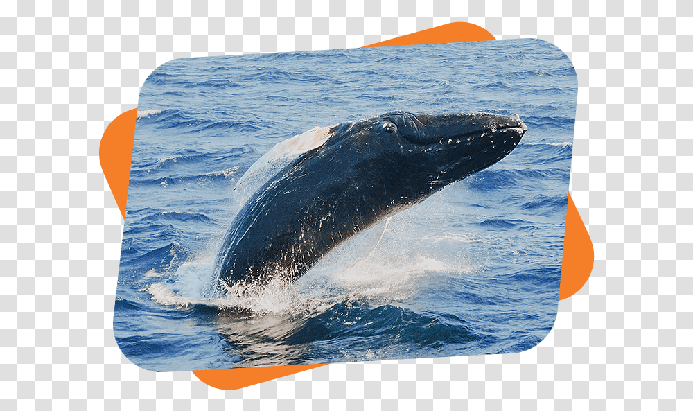 No Whales Free Ticket Whales, Mammal, Sea Life, Animal, Bear Transparent Png