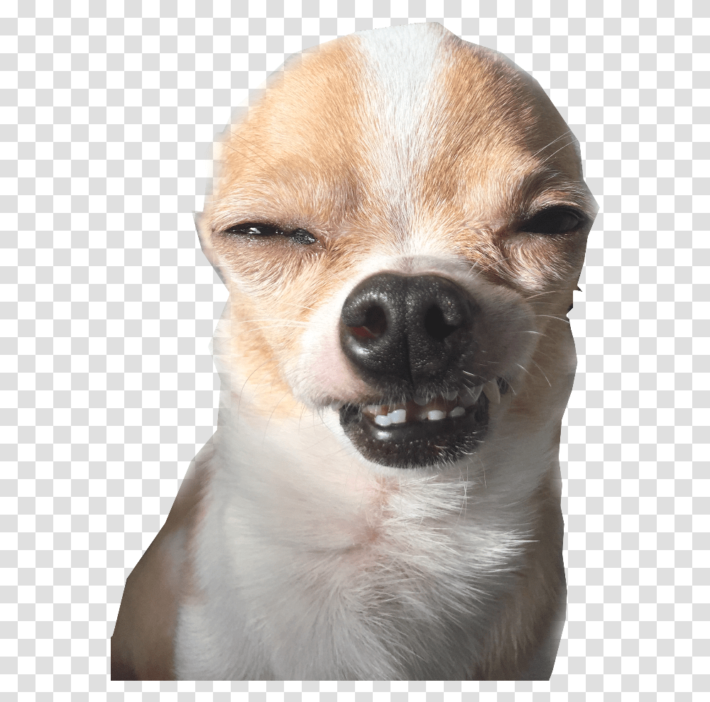 Noah Is Cool Remix Me Make Noah Cool Funny Smiling Chihuahua, Dog, Pet, Canine, Animal Transparent Png