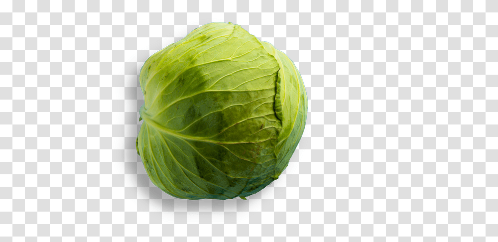 Noce Iceburg Lettuce, Plant, Cabbage, Vegetable, Food Transparent Png