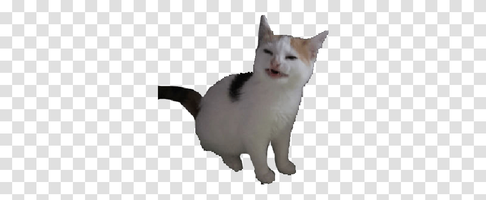 Nolikecat Discord Emoji Cat Meme, Angora, Pet, Mammal, Animal Transparent Png