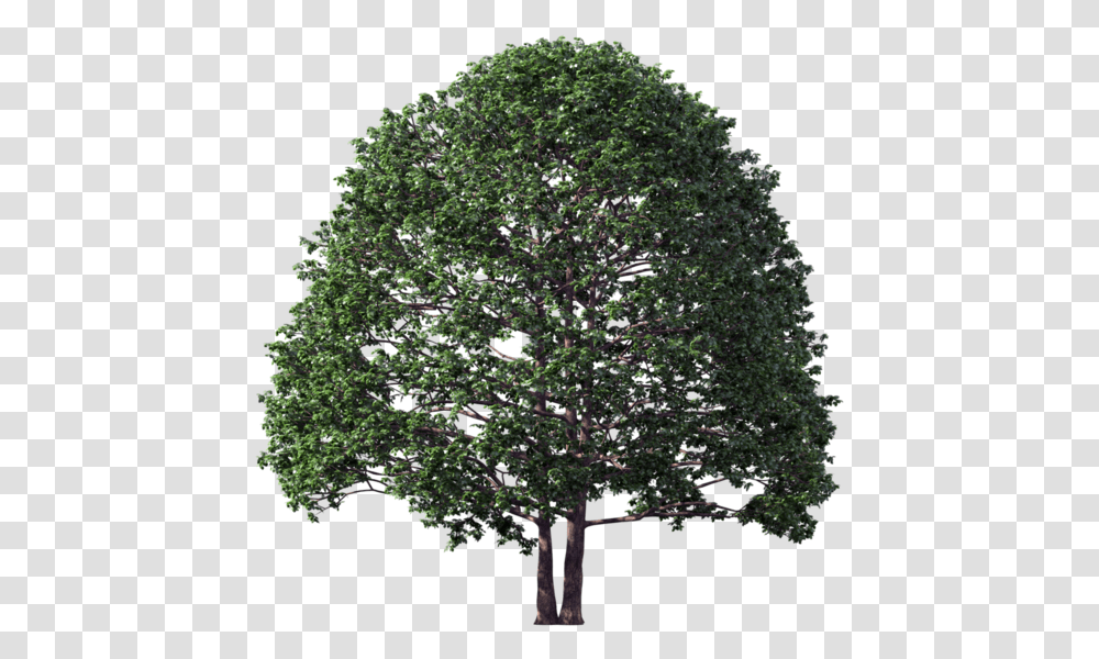 Non Flowering Plants Pine Tree, Oak, Maple, Sycamore Transparent Png