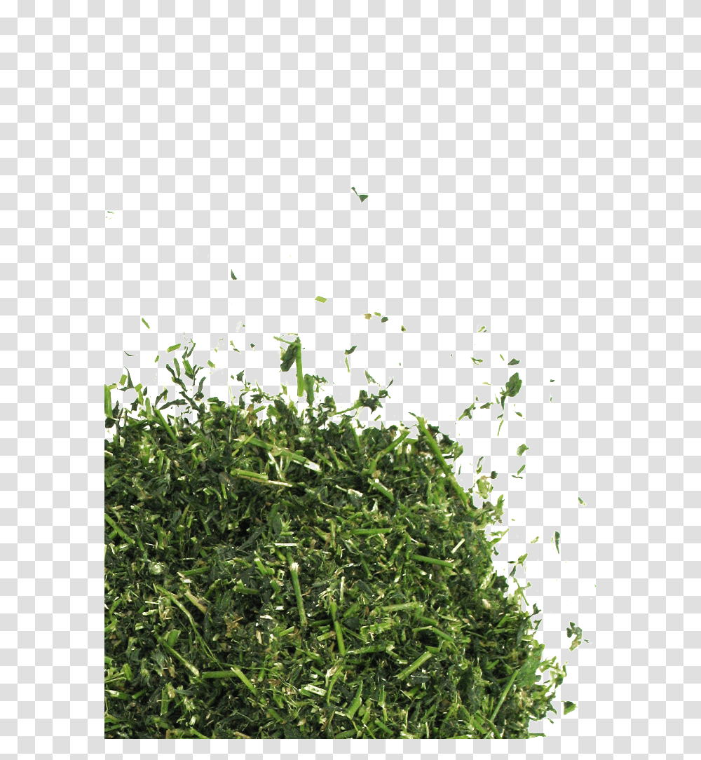 Non Gmo AlfalfaData Ww 702px 702px 702px Chopped Grass, Bush, Vegetation, Plant, Potted Plant Transparent Png