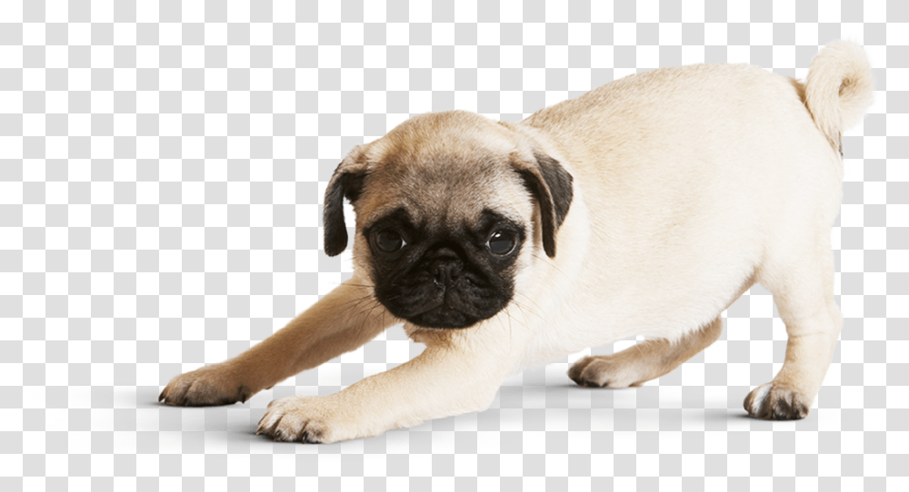 Non Wrinkly Pug, Dog, Pet, Canine, Animal Transparent Png