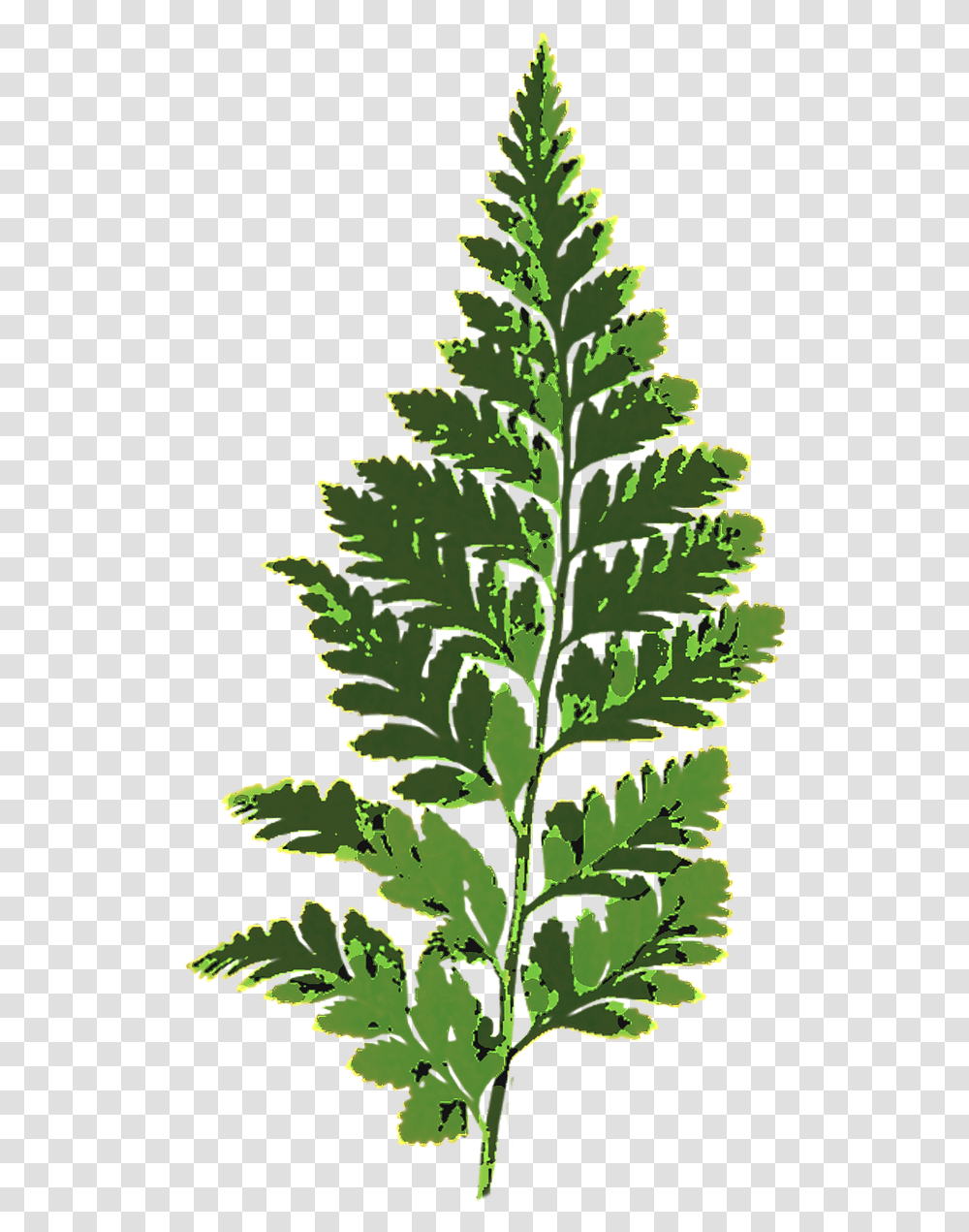 Nonvascular Plants On Clipart, Leaf, Tree, Jar, Fern Transparent Png