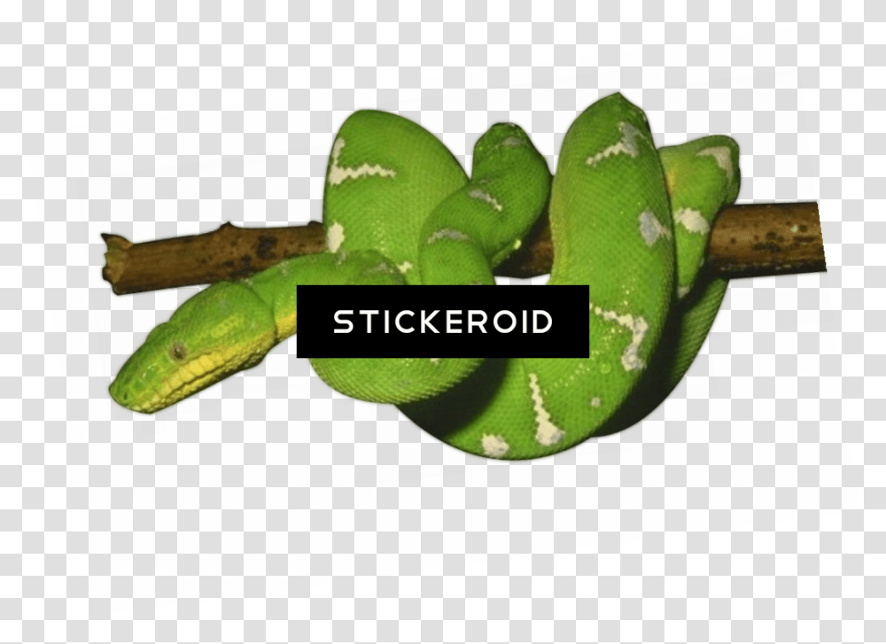 Nopal Green Snake Background, Animal, Reptile Transparent Png