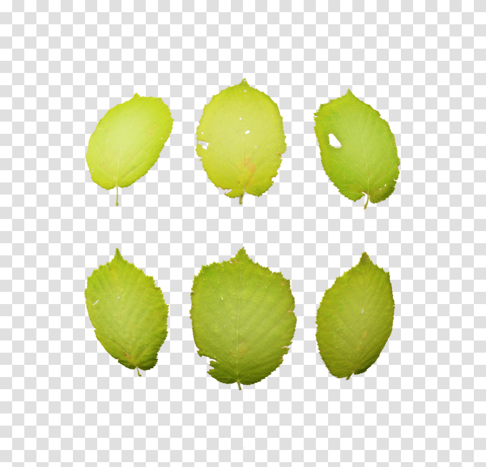 Nopal, Leaf, Plant, Tennis Ball, Petal Transparent Png