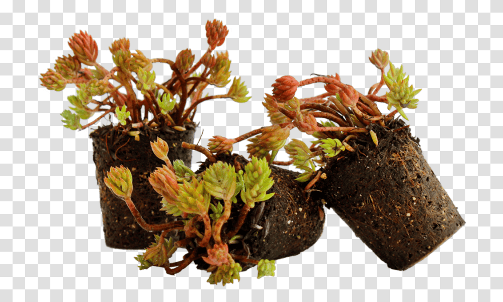 Nordestprati Sedum Alveolo Flowerpot, Plant, Animal, Tree, Sea Life Transparent Png