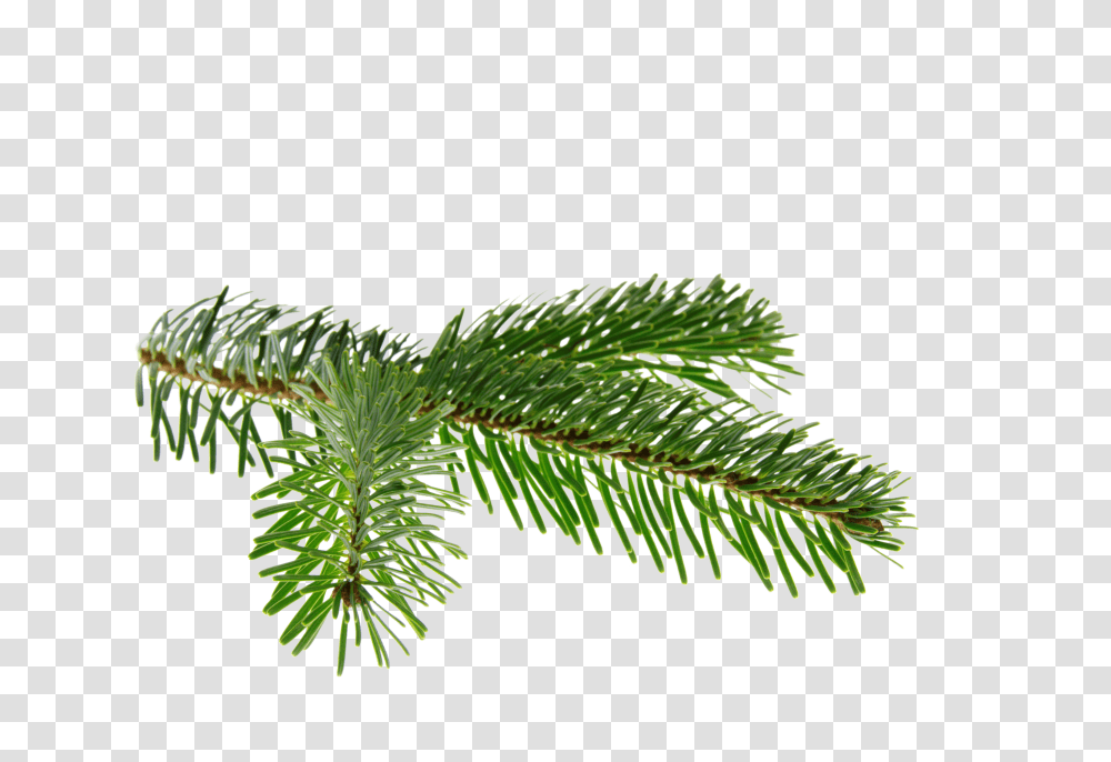Nordmann Fir Clip, Holiday, Tree, Plant, Abies Transparent Png