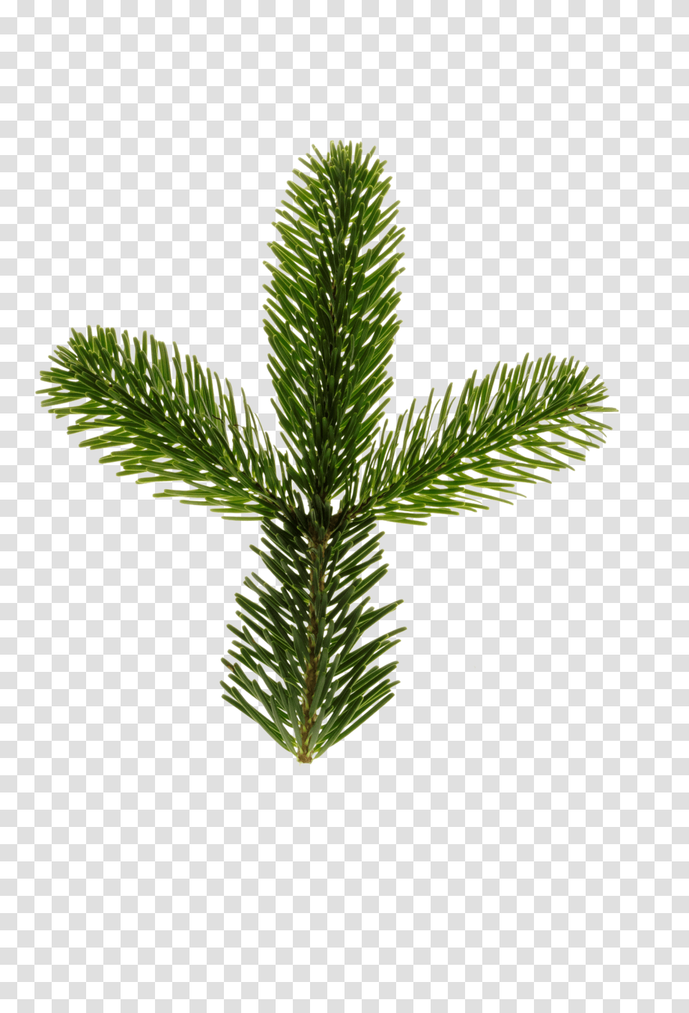 Nordmann Fir Clip, Holiday, Tree, Plant, Pine Transparent Png