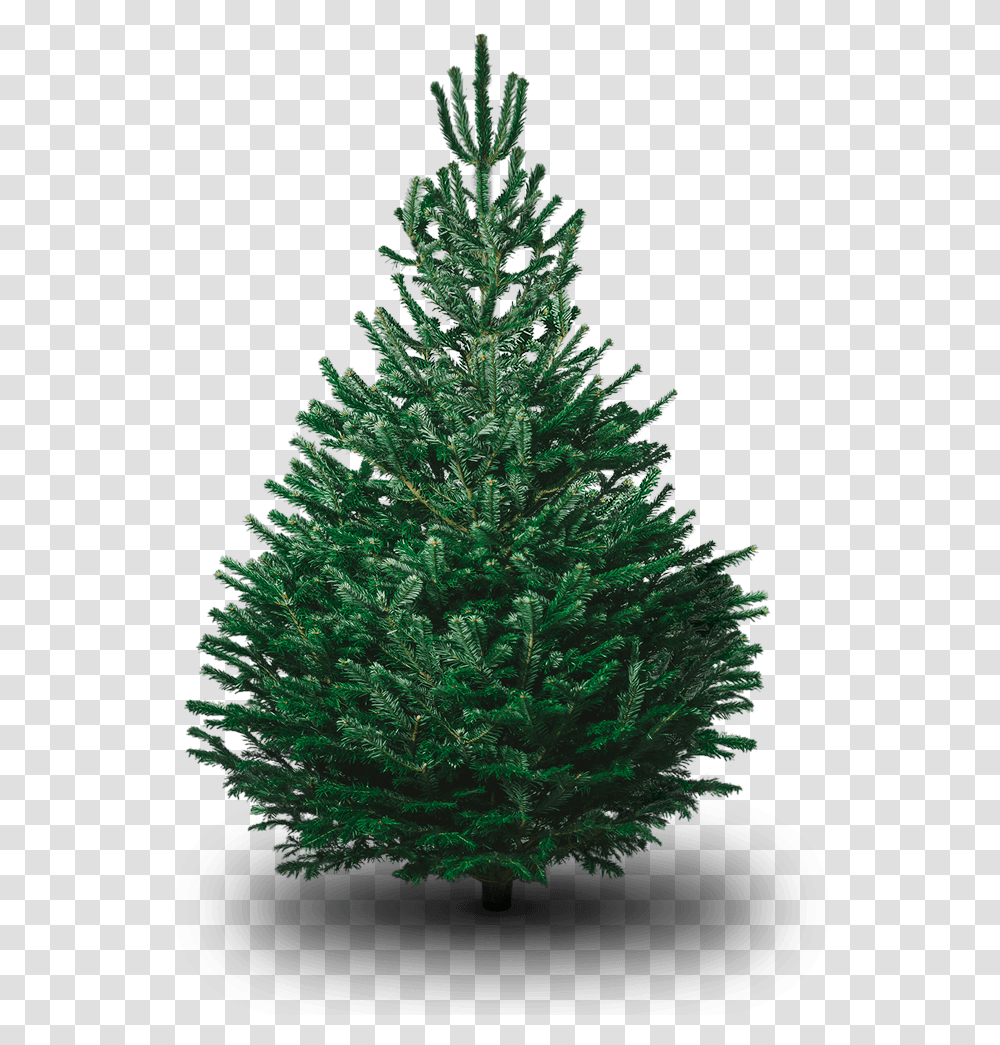 Nordmann Fir Fir Tree, Christmas Tree, Ornament, Plant, Pine Transparent Png
