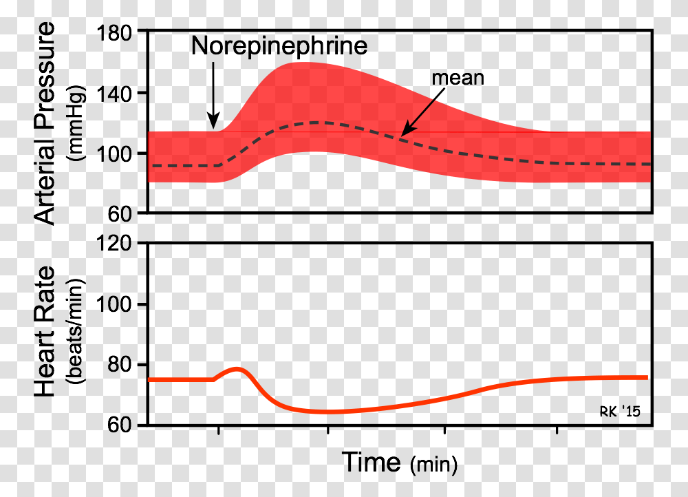 Norepinephrine Effect On Heart Rate, Animal, Nature, Outdoors, Plot Transparent Png