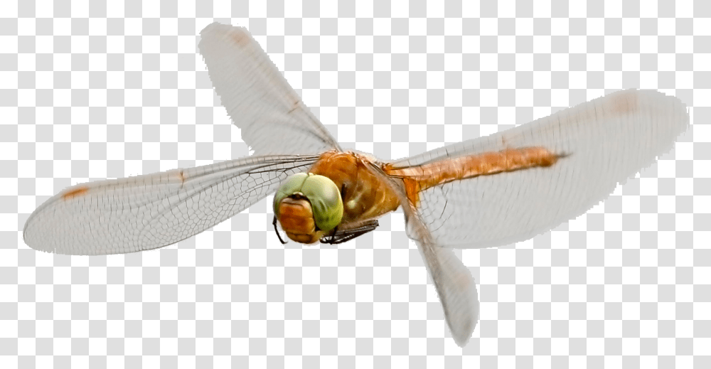 Norfolk Hawaker Dragonfly Hawker Dragonflies, Insect, Invertebrate, Animal, Anisoptera Transparent Png