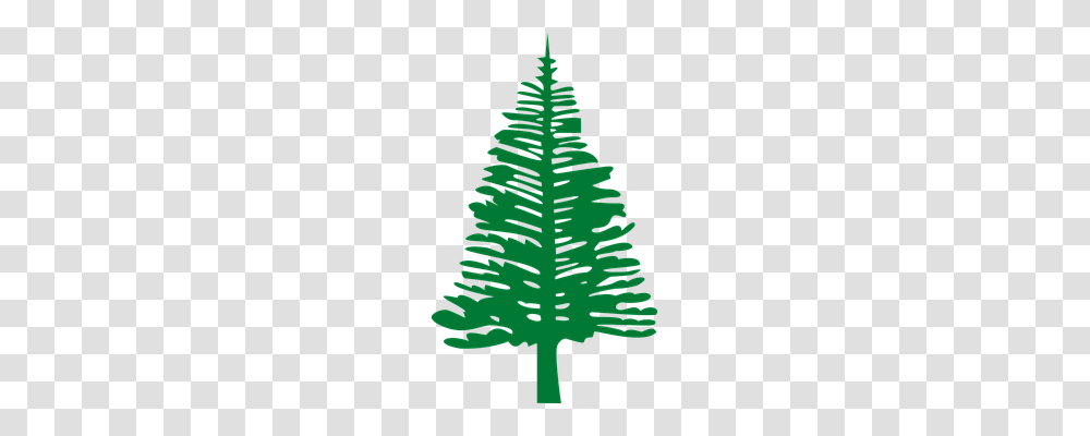 Norfolk Island Nature, Plant, Green, Fern Transparent Png