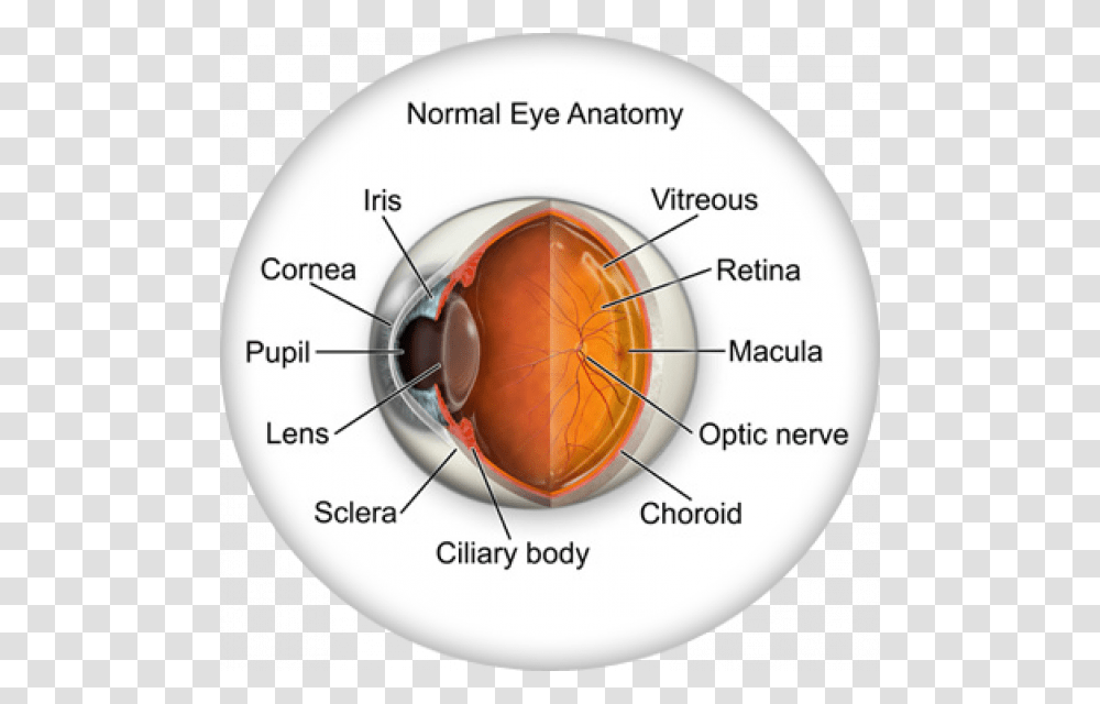 Normal Anatomy Of Eye, Diagram, Plot, Helmet Transparent Png