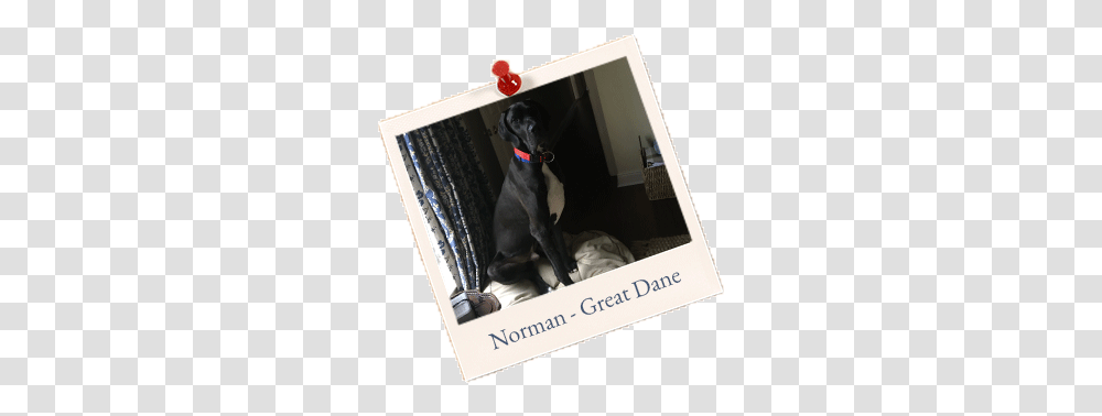Norman Great Dane - North Orange Animal Hospital Dobermann, Canine, Mammal, Pet, Dog Transparent Png