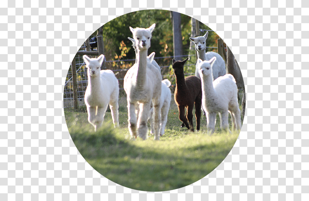 Norrngens Alpacka, Sheep, Mammal, Animal, Llama Transparent Png