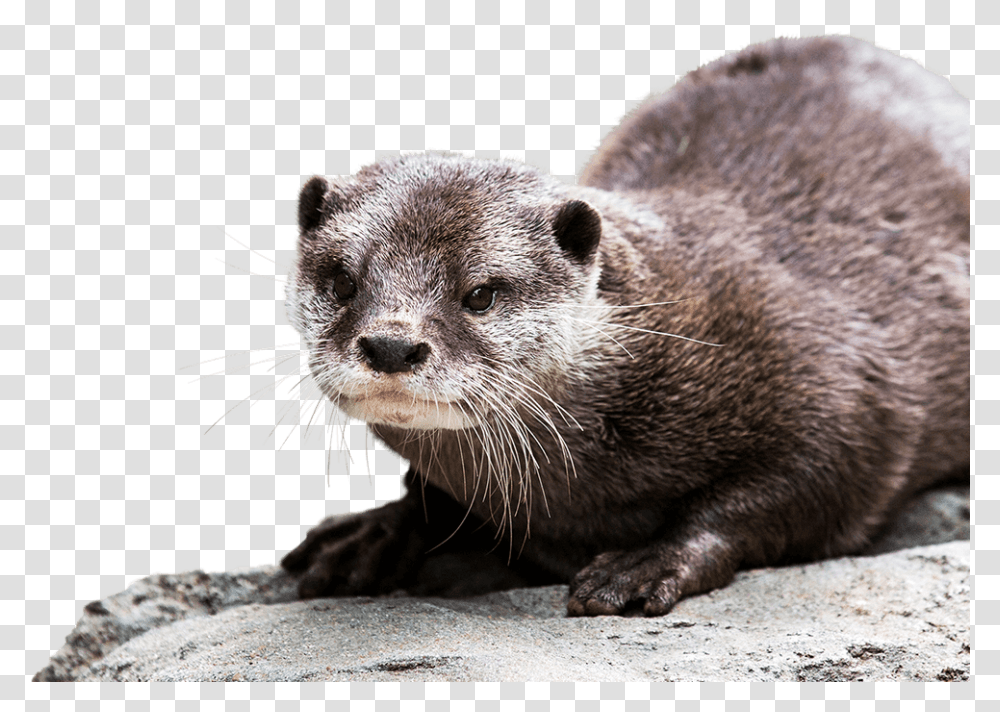 North American River Otter Asian Small Clawed Otter At Zoo, Bear, Wildlife, Mammal, Animal Transparent Png
