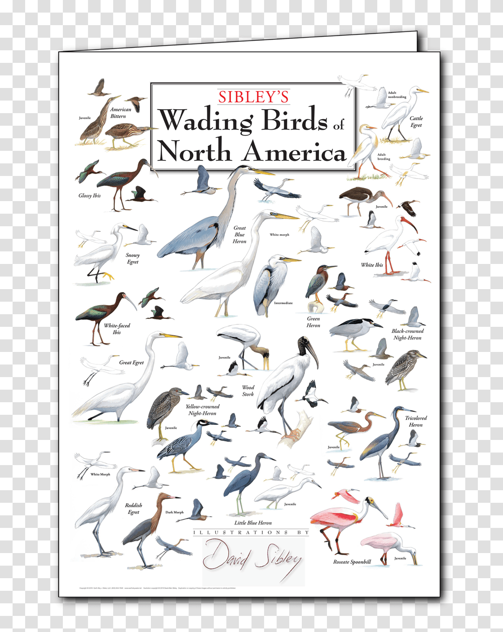North American Water Birds, Animal, Flock, Advertisement Transparent Png