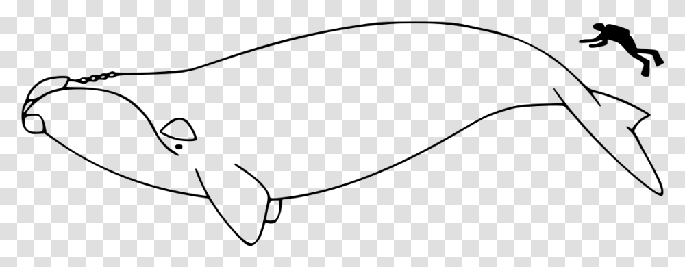 North Atlantic Right Whale Outline, Gray, World Of Warcraft Transparent Png