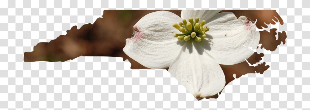 North Carolina Cherry Blossom, Plant, Petal, Flower, Anther Transparent Png