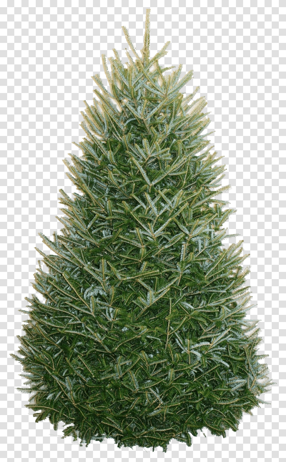 North Carolina Fraser Fir, Christmas Tree, Ornament, Plant, Pine Transparent Png