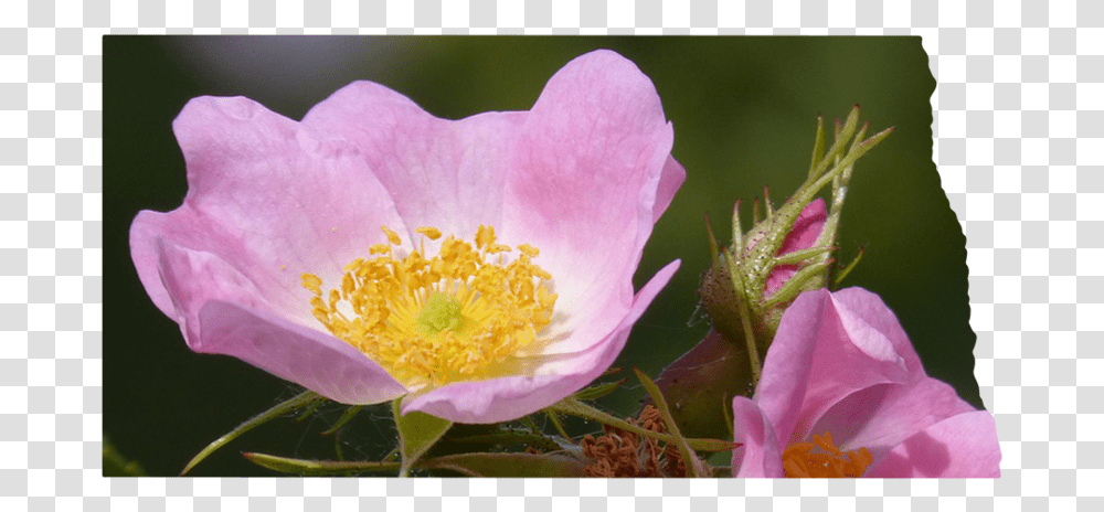 North Dakota Rosa Canina, Pollen, Plant, Flower, Geranium Transparent Png