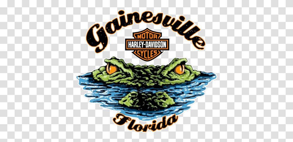 North Florida's 1 Harley Dealer Gainesville Gainesville Florida Harley Davidson, Birthday Cake, Food, Plant, Label Transparent Png