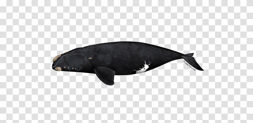North Pacific Right Whale Noaa Fisheries, Mammal, Sea Life, Animal, Axe Transparent Png