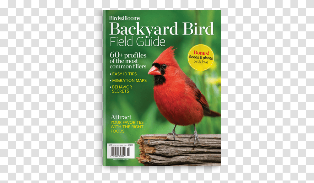 Northern Cardinal, Bird, Animal Transparent Png