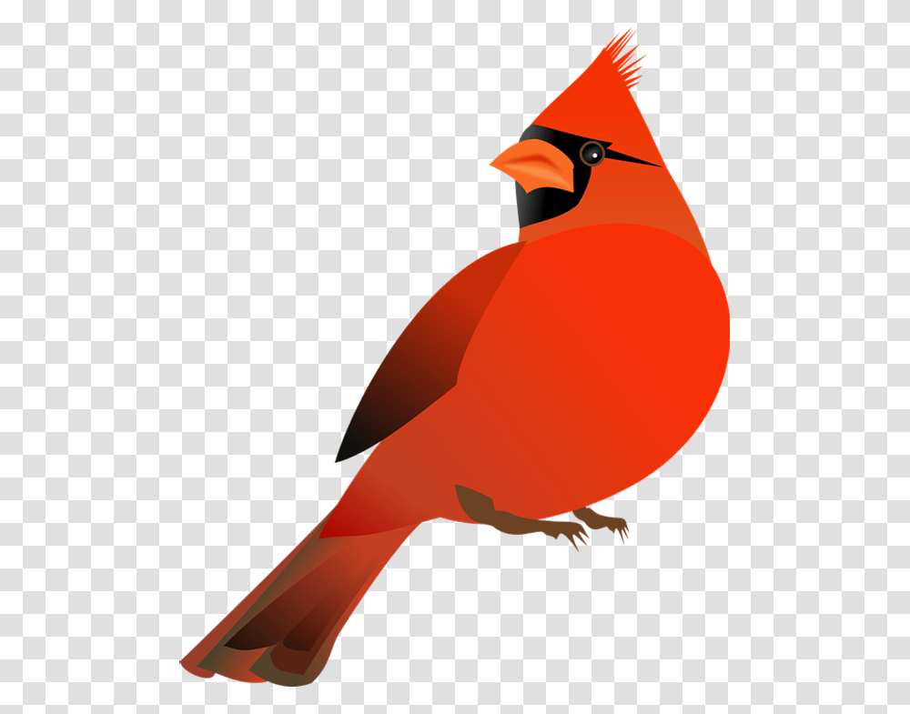 Northern Cardinal St Red Cardinal Bird Clip Art, Animal Transparent Png