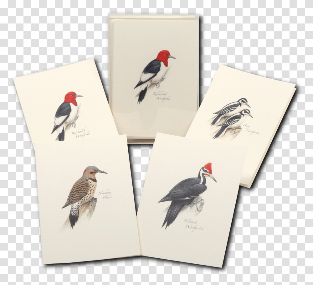 Northern Flicker Bird, Animal, Cardinal, Drawing Transparent Png
