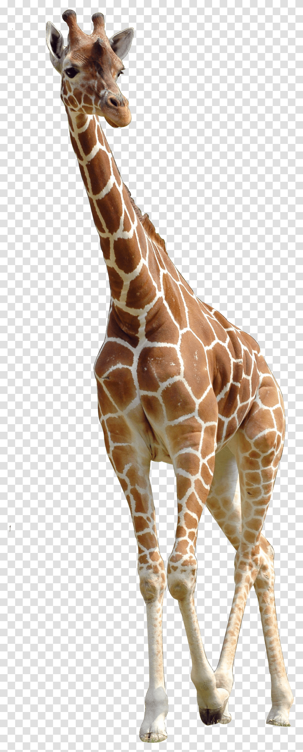 Northern Giraffe Giraffe, Wildlife, Mammal, Animal Transparent Png