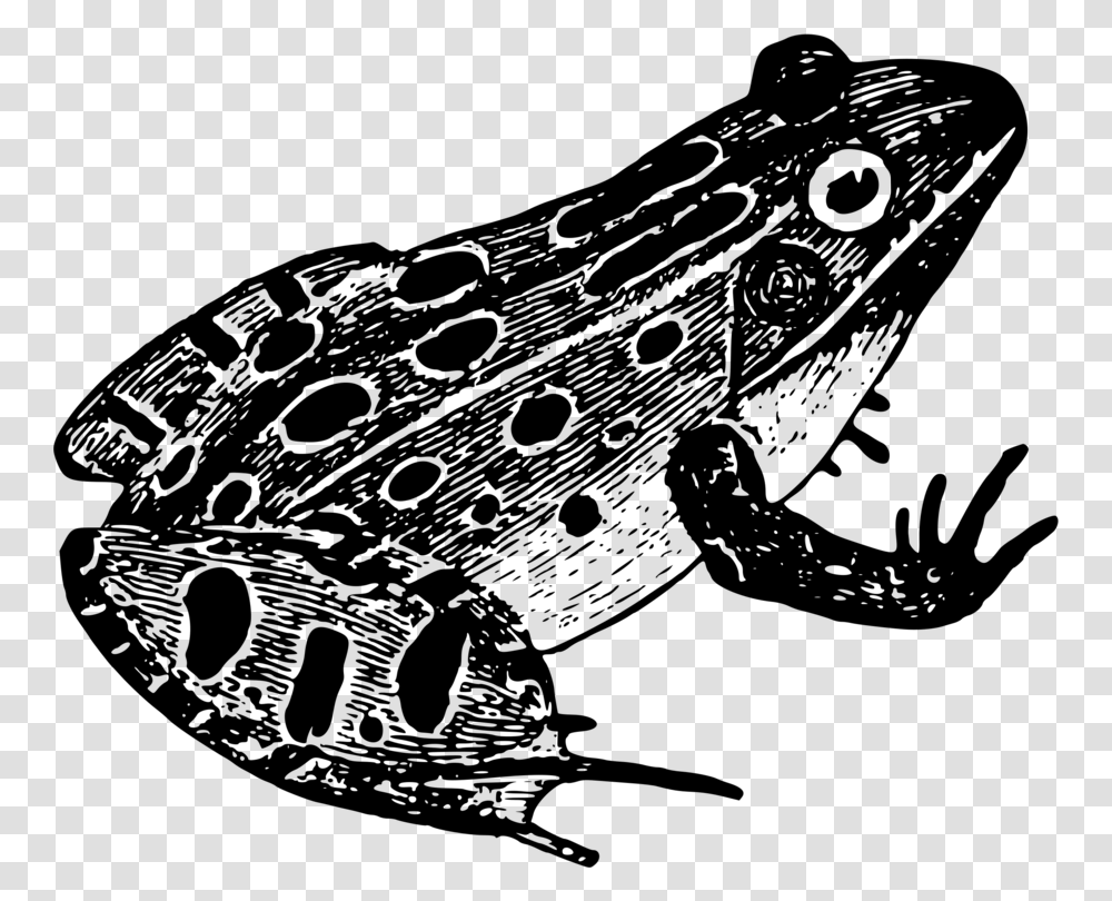 Northern Leopard Frogtoadtrue Frog Black And White Frog, Gray, World Of Warcraft Transparent Png