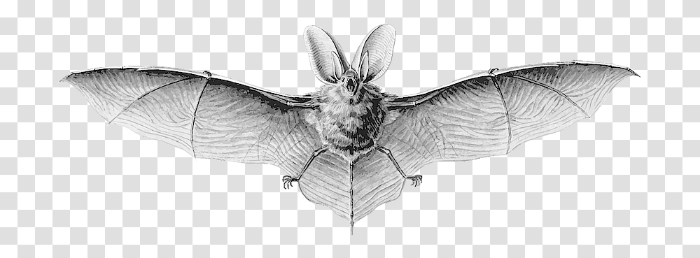 Northern Long Eared Bat Hanging, Mammal, Animal, Wildlife, Bird Transparent Png