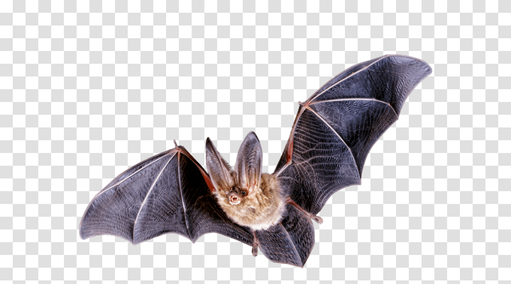 Northern Long Eared Bat, Wildlife, Animal, Mammal, Cat Transparent Png