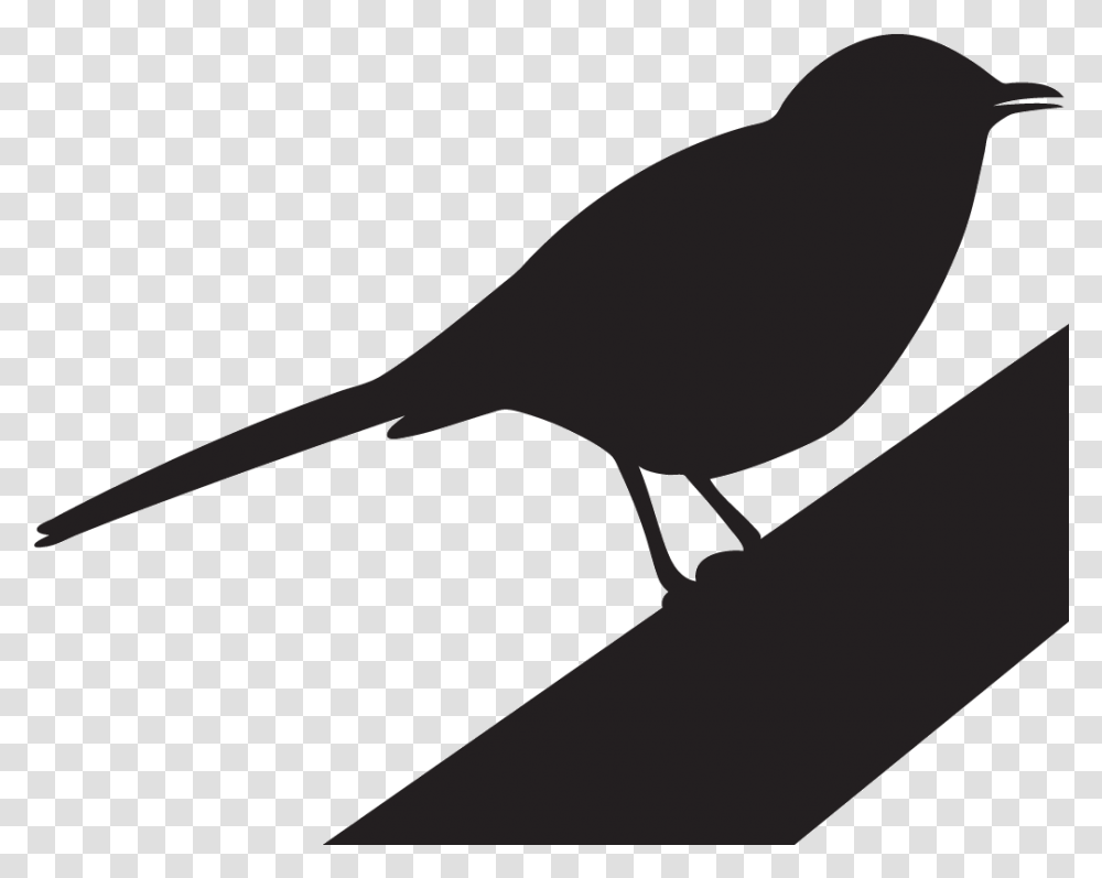 Northern Mockingbird Overview All About Birds Cornell, Silhouette, Animal, Finch, Photography Transparent Png