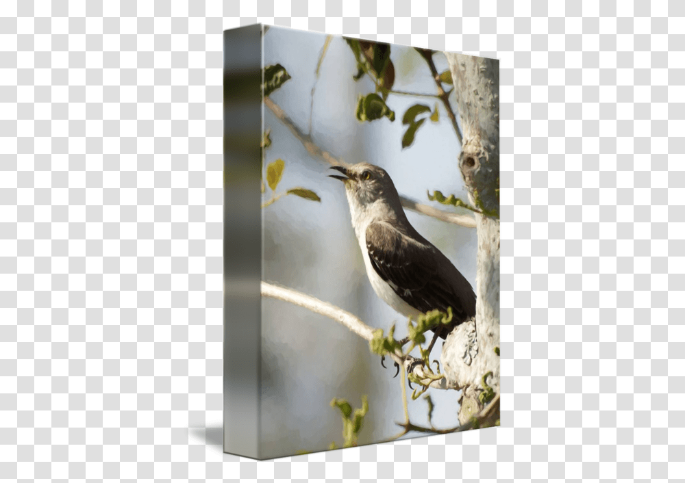 Northern Mockingbird Songbird Singing Nightingale, Animal, Beak, Plant, Blackbird Transparent Png