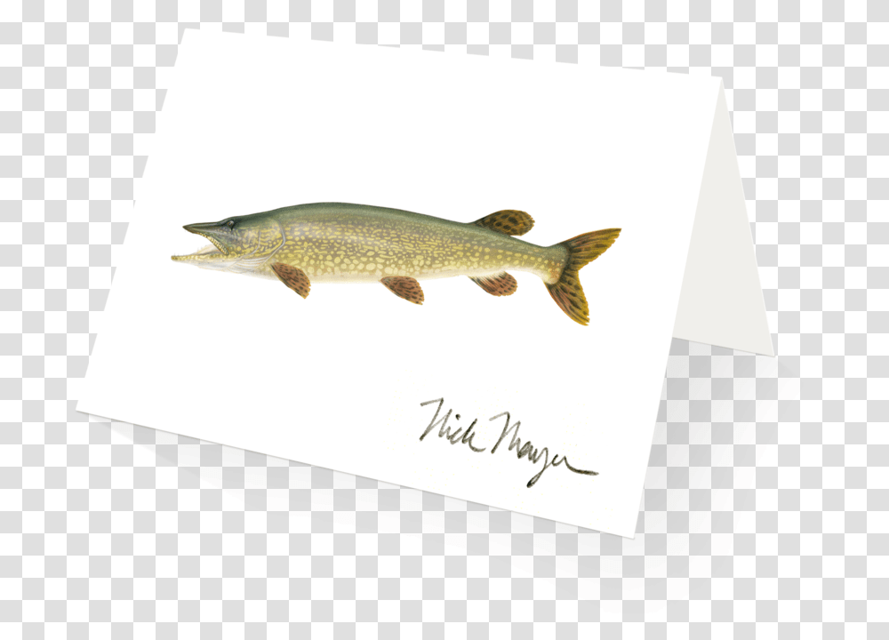 Northern Pike Lunge, Fish, Animal, Trout, Coho Transparent Png